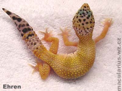 Gekončík noční(Eublepharis macularis)