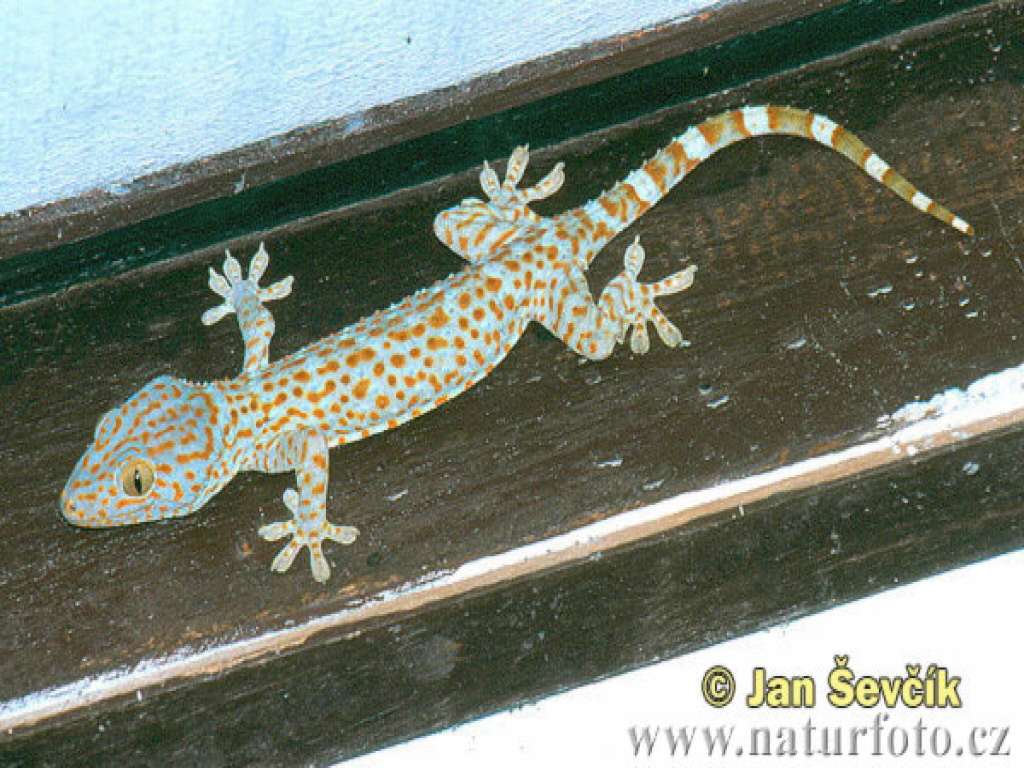 gekon-obrovsky--gekko-gecko.jpg