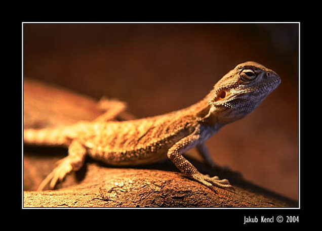 Agama Vousatá(Pogona viticeps)