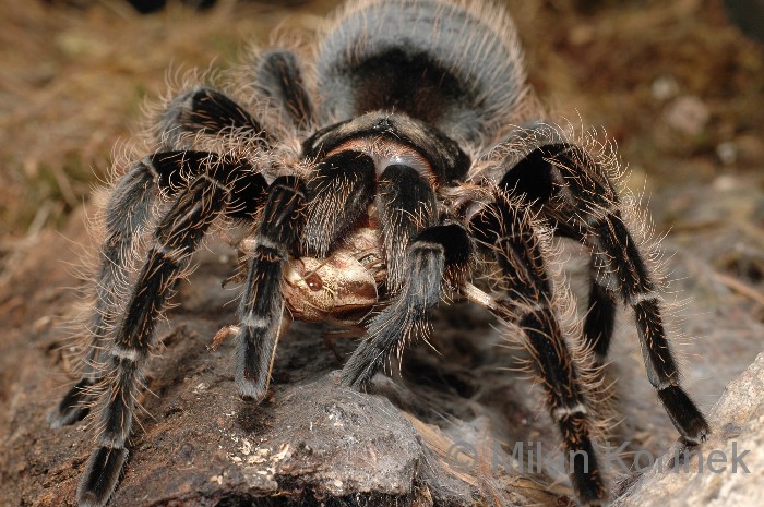Sklípkan kadeřavý(Brachypelma albopilosum) 